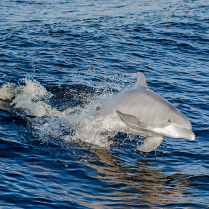 Expedición de encuentro con delfines